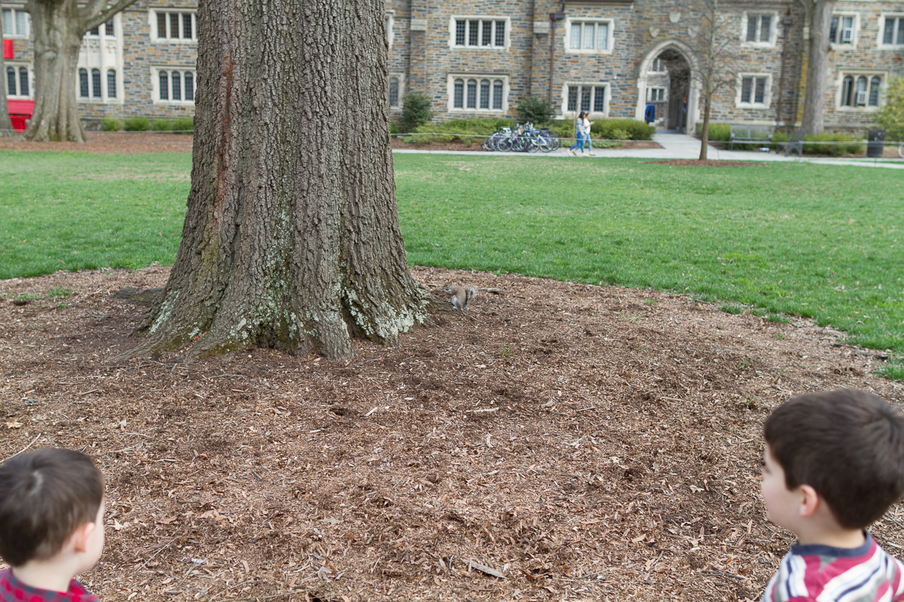  March 22, 2015 - Quad squirrel