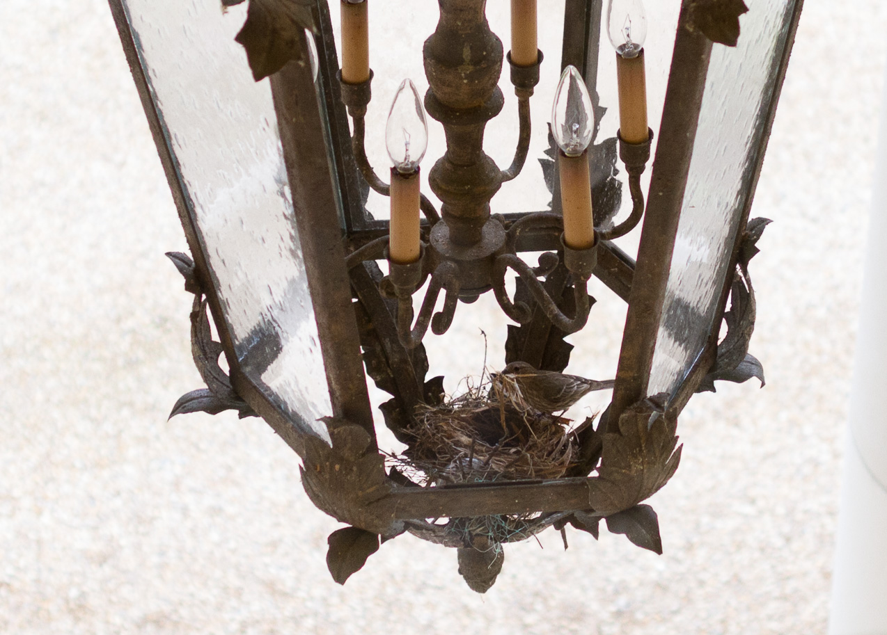  March 26, 2015 - Watched the nest being built over the week...
