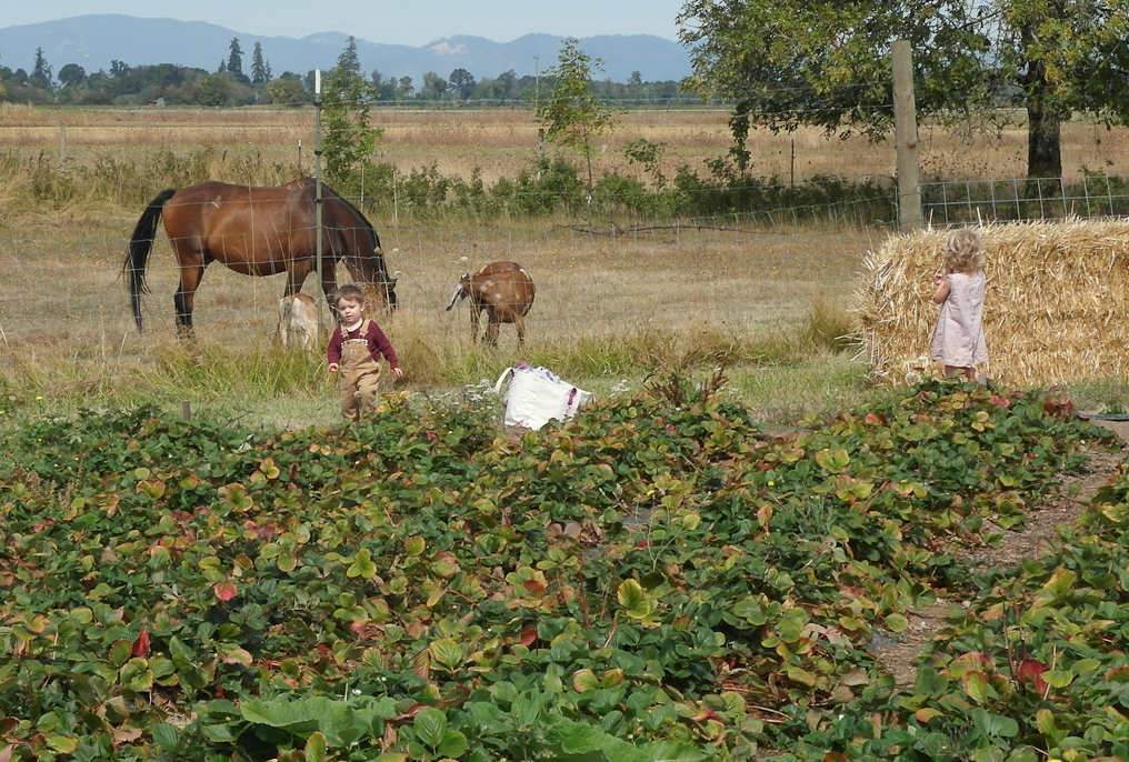 September 13, 2010 - Strawberry picking at a local farm.