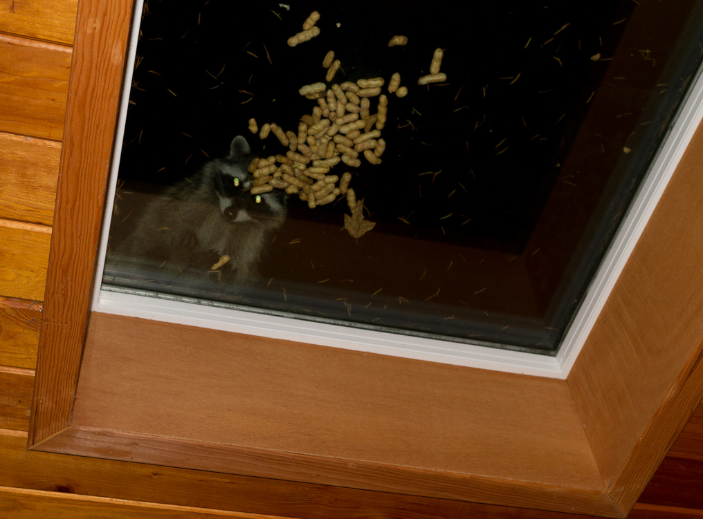 October 06, 2010 - The peanuts were on the roof-skylights for the birds and squirrels, really!
