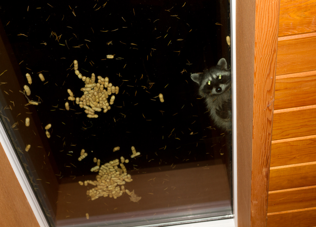 October 06, 2010 - The peanuts were on the roof-skylights for the birds and squirrels, really!