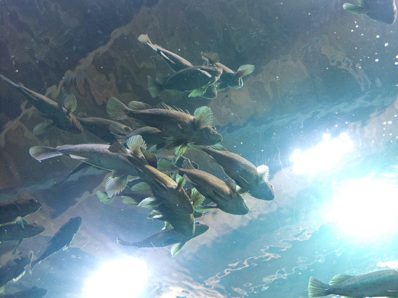 January 23, 2011 - Oregon Coast Aquarium