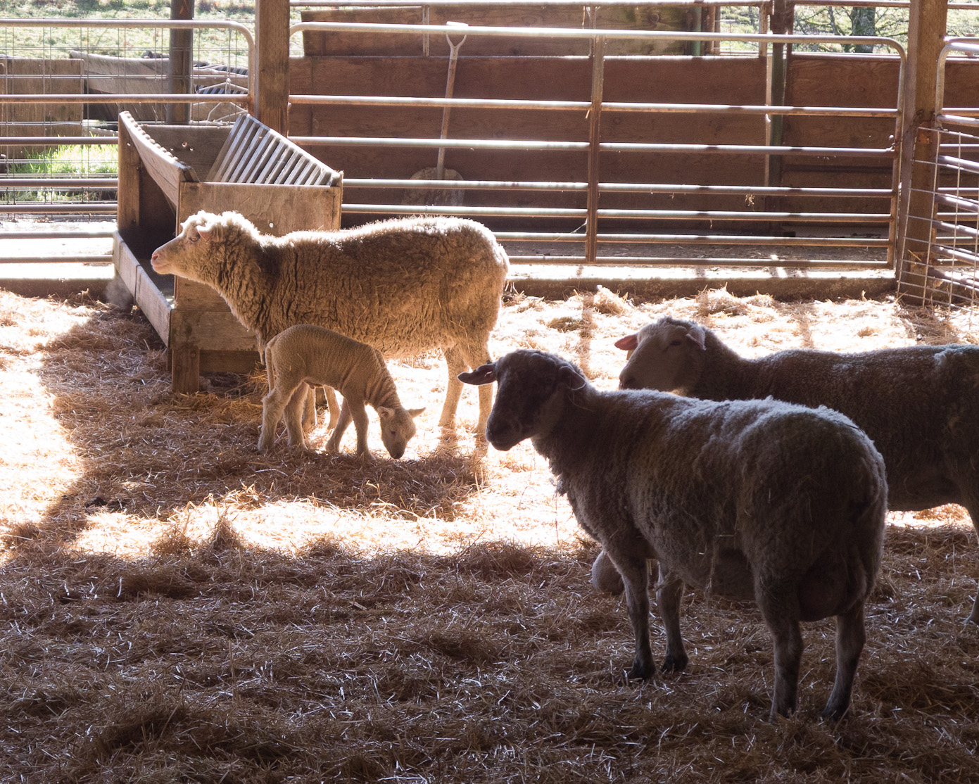 February 21, 2011 - OSU Lambing
