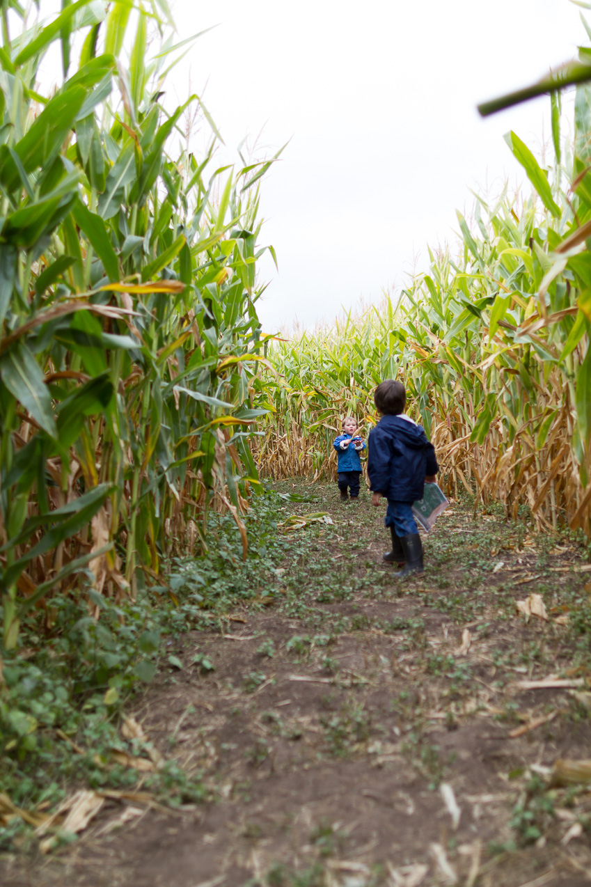  October 14, 2012 - Cornfield maze