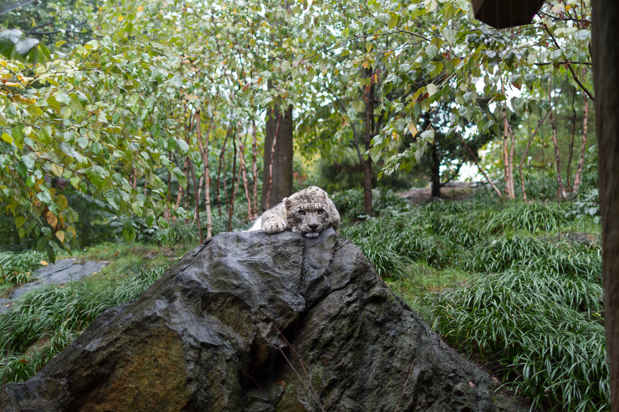  October 16, 2014 - NYC Central Park Zoo
