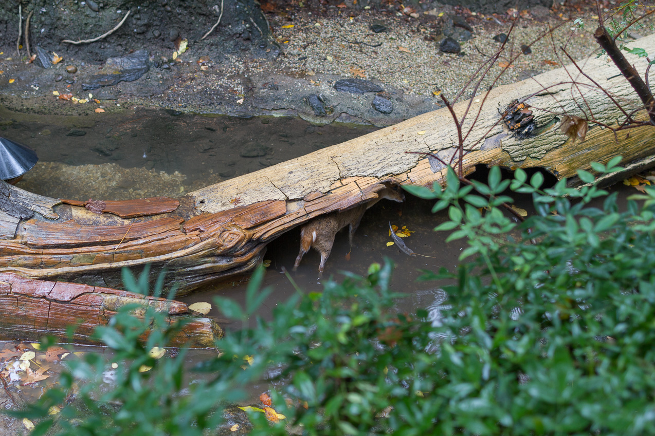  October 16, 2014 - NYC Central Park Zoo