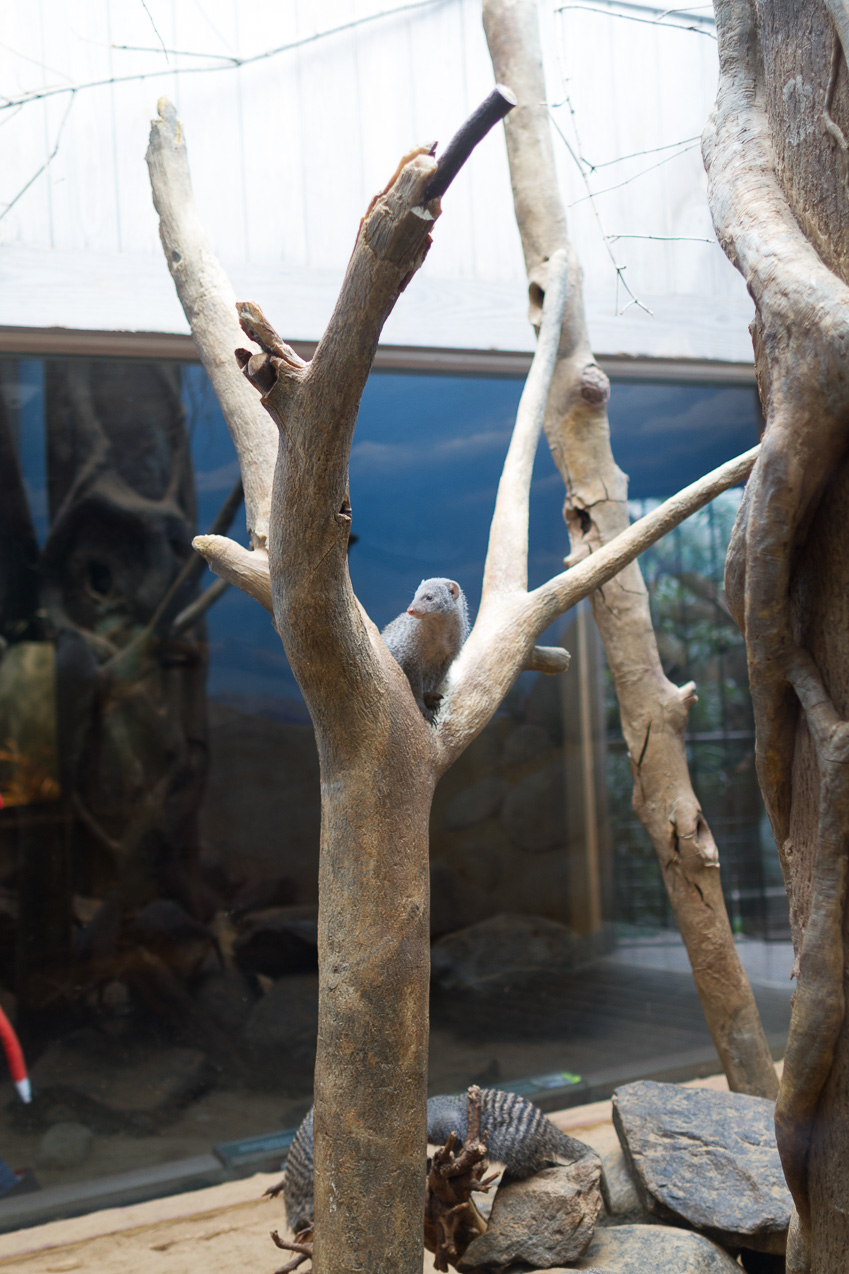  October 16, 2014 - NYC Central Park Zoo