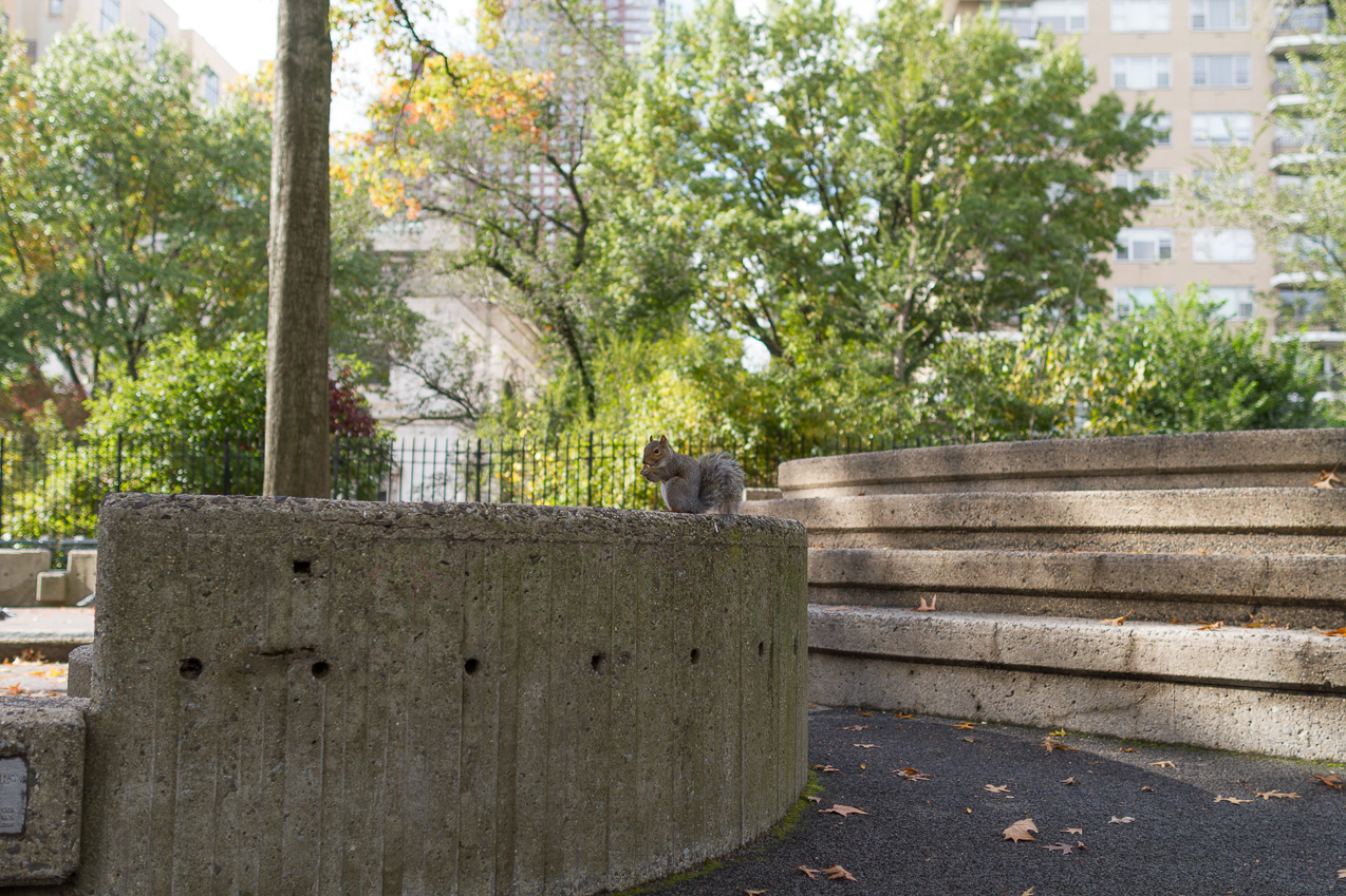  October 16, 2014 - Feeding NYC park squirrels?