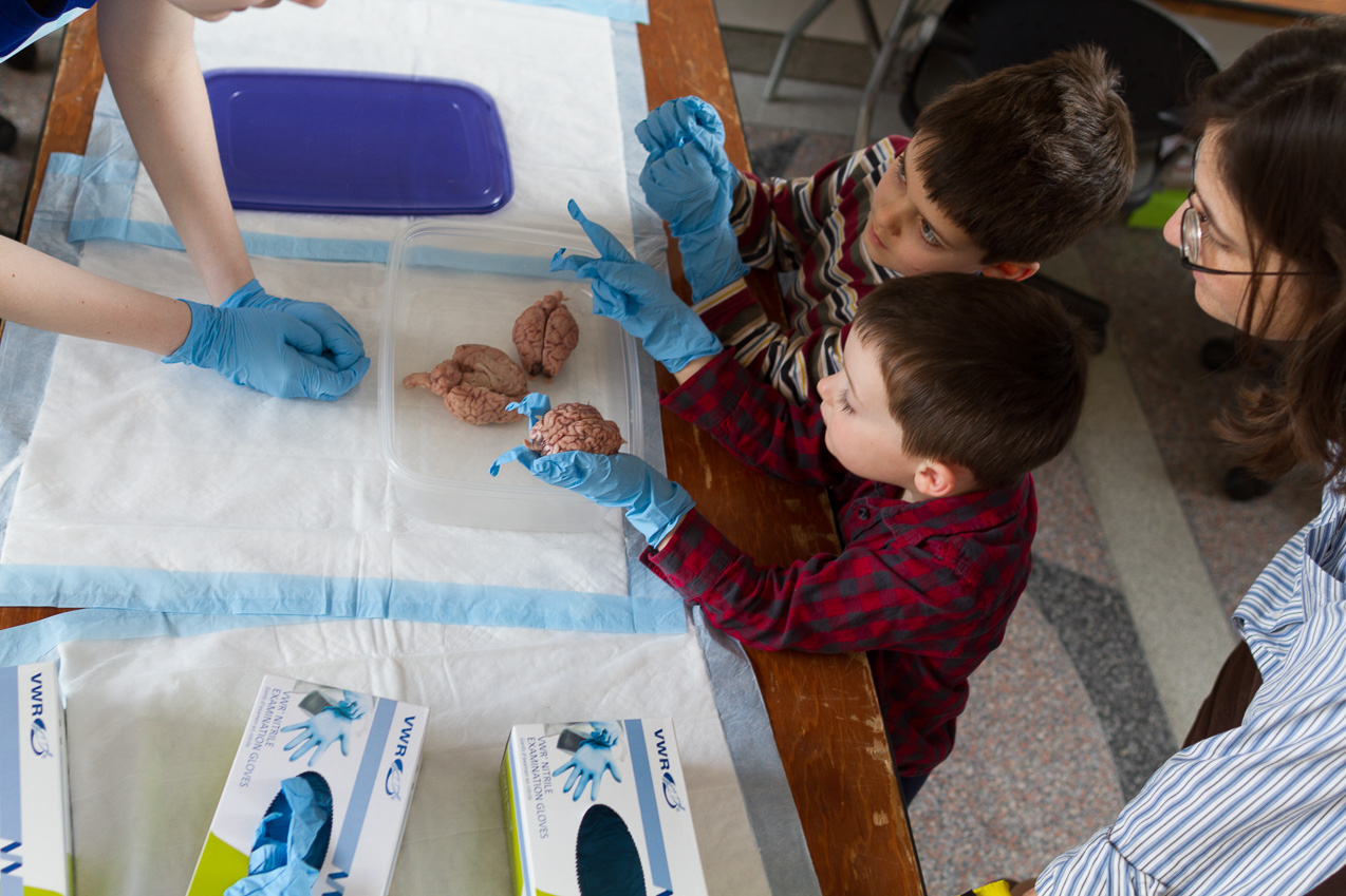  March 22, 2015 - Sheep BRAINS at the LSRC. (Brains Awareness Week family event we pounced on.)