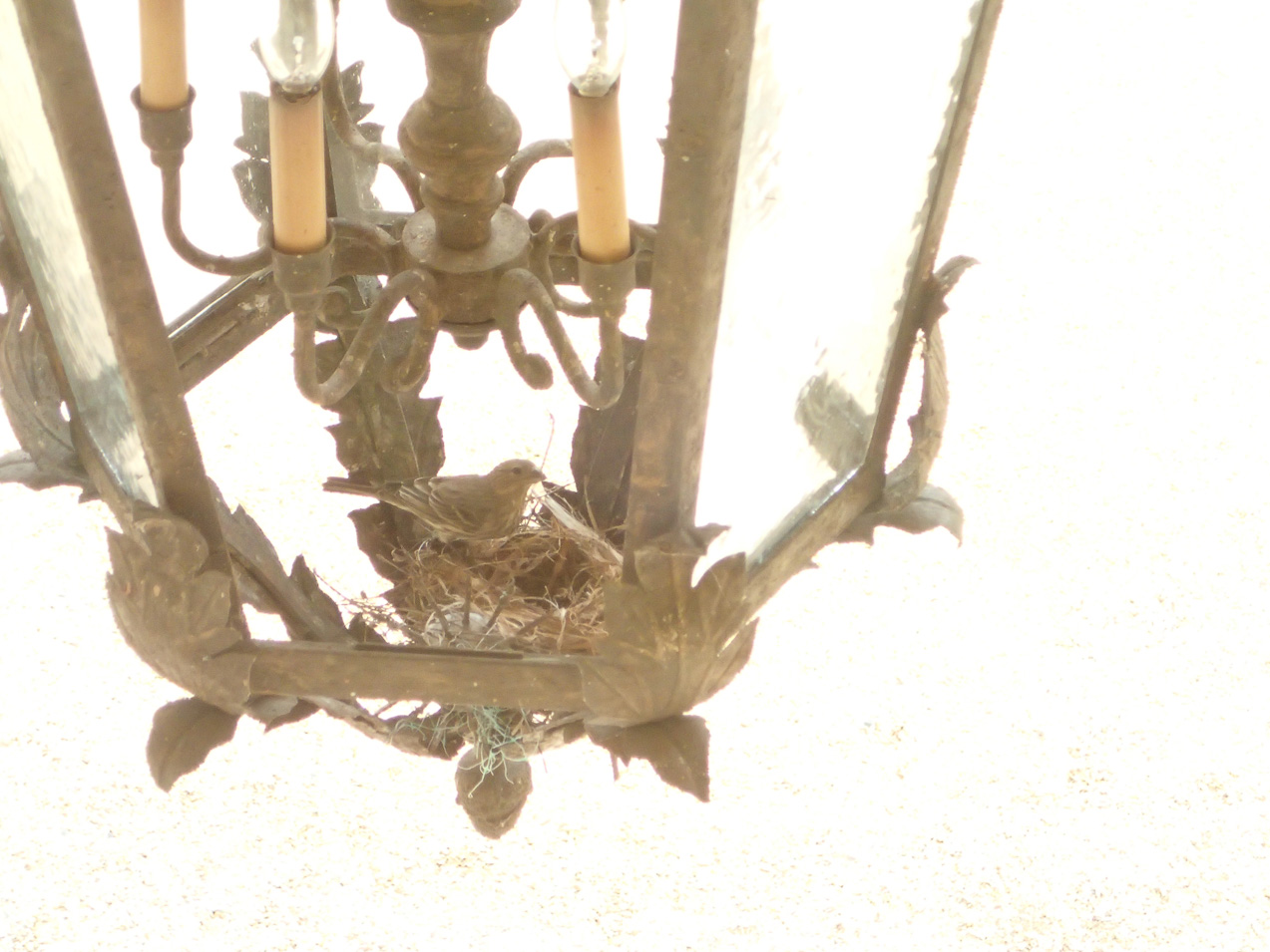  March 26, 2015 - Watched the nest being built over the week...
