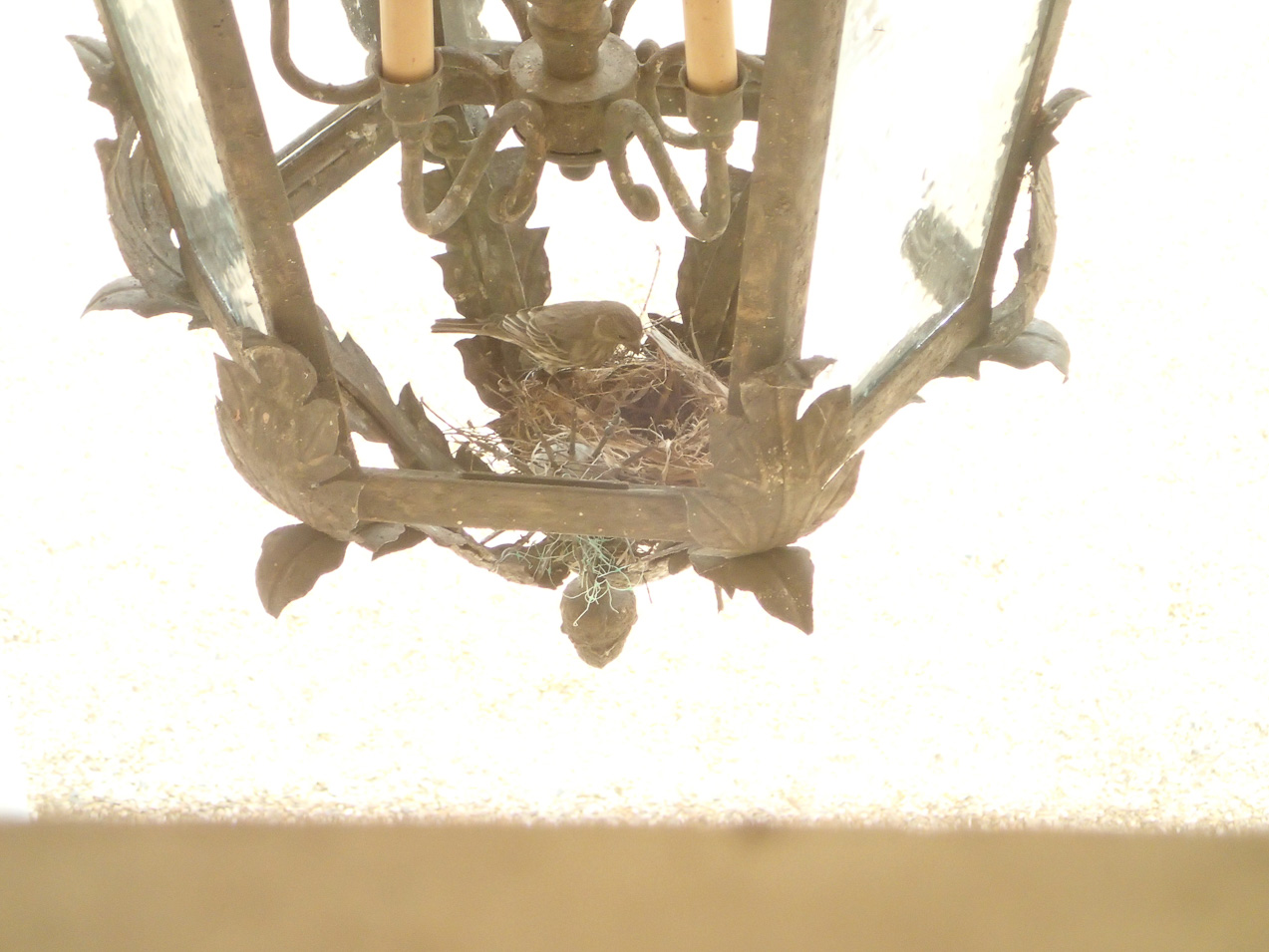  March 26, 2015 - Watched the nest being built over the week...