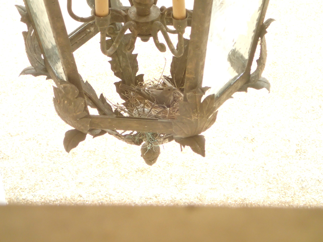  March 26, 2015 - Watched the nest being built over the week...